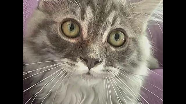 Babygrey Babygrey