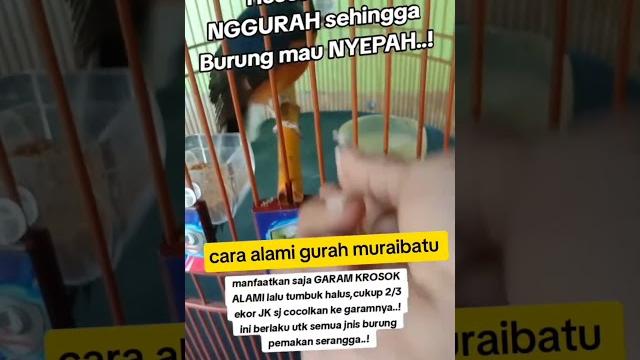 Cara alami gurah murai batu Cara alami gurah murai batu