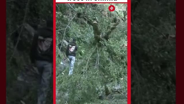 Trees uprooted in several parts of shimla after heavy rains | shimla | himachal pradesh | rains Trees uprooted in several parts of shimla after heavy rains | shimla | himachal pradesh | rains