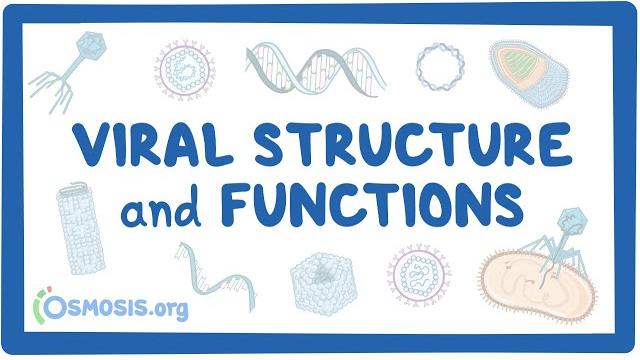 Viral structure and functions Viral structure and functions