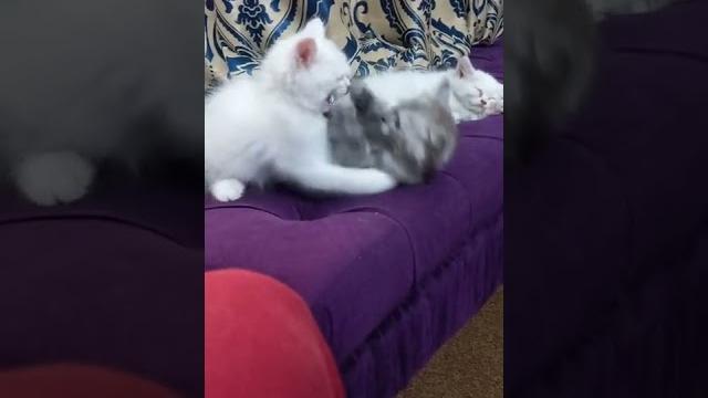 Persion kitten playing/fighting Persion kitten playing/fighting