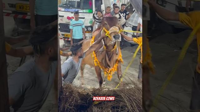 Cow loading of danish tollygunge #shortviral #shortsfeed #shorts #kankraj #ddf #pathancattlefarm #ox Cow loading of danish tollygunge #shortviral #shortsfeed #shorts #kankraj #ddf #pathancattlefarm #ox