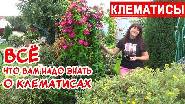 Клематисы: все правила выращивания. лучшие сорта клематисов! группы обрезки. посадка. уход. зимовка. Клематисы: все правила выращивания. лучшие сорта клематисов! группы обрезки. посадка. уход. зимовка.