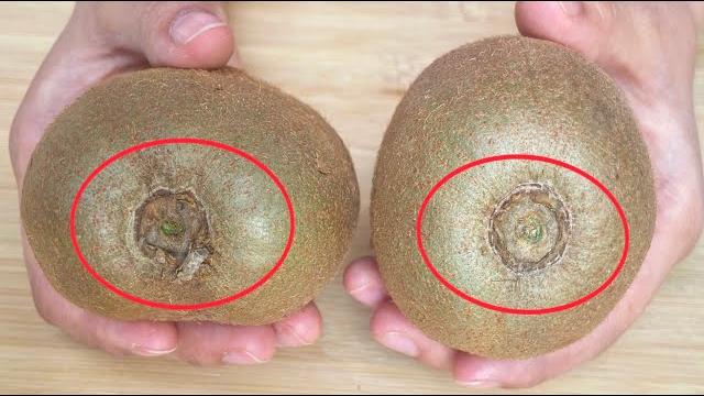 猕猴桃甜不甜,只需瞧一眼这里就明白,一挑一个准,果农方法真好用 猕猴桃甜不甜,只需瞧一眼这里就明白,一挑一个准,果农方法真好用