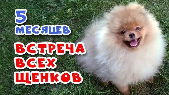 Щенкам шпица 5 месяцев. встреча всех щенков Щенкам шпица 5 месяцев. встреча всех щенков