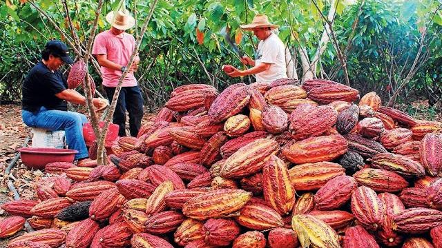 Cocoa fruit harvesting - cocoa bean processing - cocoa processing to make chocolate in factory Cocoa fruit harvesting - cocoa bean processing - cocoa processing to make chocolate in factory
