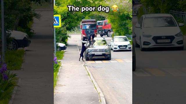 #dog #street #highway #car #driver #power #autobahn #supercars #speed #drifting #4x4 #4wd #offroad #dog #street #highway #car #driver #power #autobahn #supercars #speed #drifting #4x4 #4wd #offroad