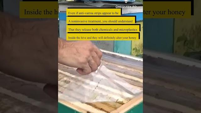 Even if anti varroa strips appear to be a noninvasive treatment, you should understand that.. Even if anti varroa strips appear to be a noninvasive treatment, you should understand that..