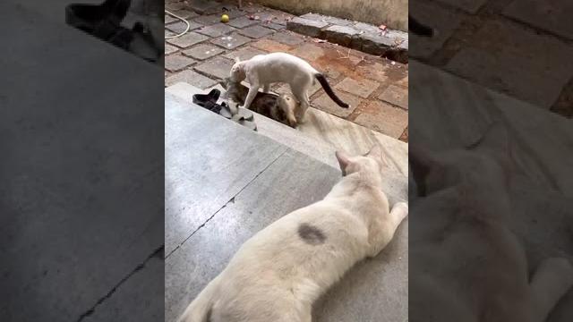 Male cats hot argument for female|cats fighting|40| Male cats hot argument for female|cats fighting|40|