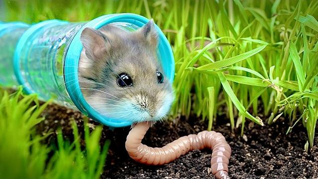 Testing a hamster's survival skills Testing a hamster's survival skills