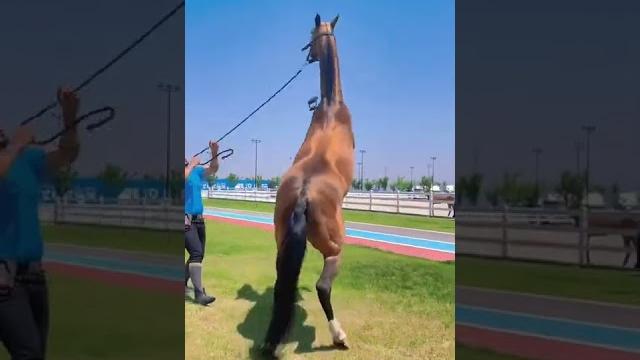 Horse mating cute - most breeding horse Horse mating cute - most breeding horse