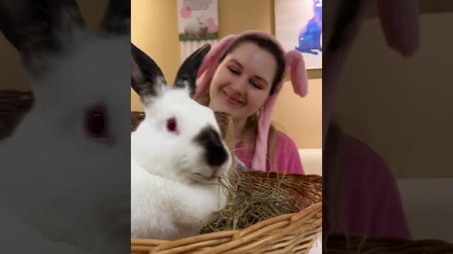 Если бы клип на эту песню снимали в зайкафе #зайкафе #кролик #кафескроликами #необычноеместо Если бы клип на эту песню снимали в зайкафе #зайкафе #кролик #кафескроликами #необычноеместо