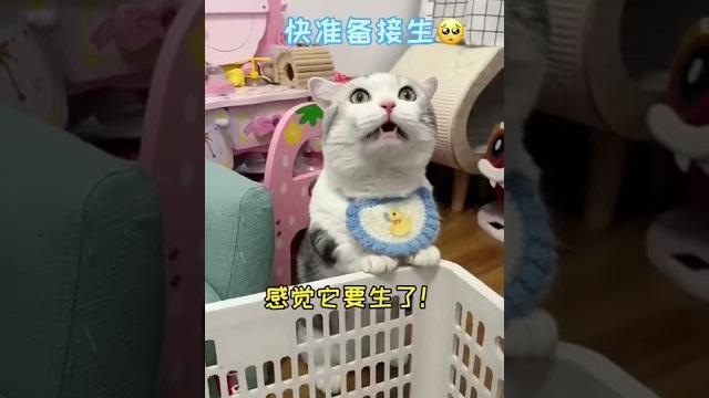 【雪球日记】兔兔终于要生了…有想要小兔子的吗? 【雪球日记】兔兔终于要生了…有想要小兔子的吗?