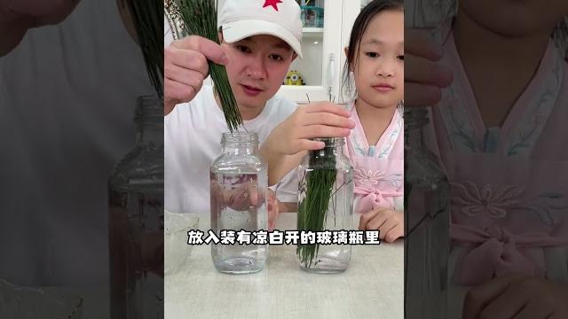 用松针叶就能自制雪碧?这是真的吗?!【喵小呜的盒子】 用松针叶就能自制雪碧?这是真的吗?!【喵小呜的盒子】