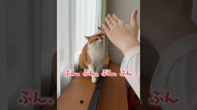 男には厳しい猫。 男には厳しい猫。