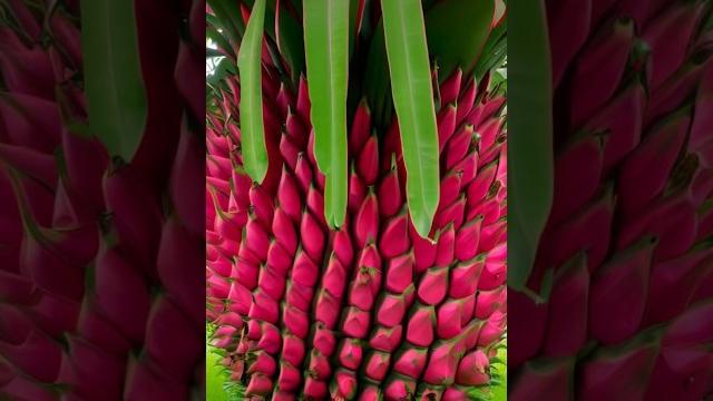 Strange dragon fruit, very expensive #shorts Strange dragon fruit, very expensive #shorts