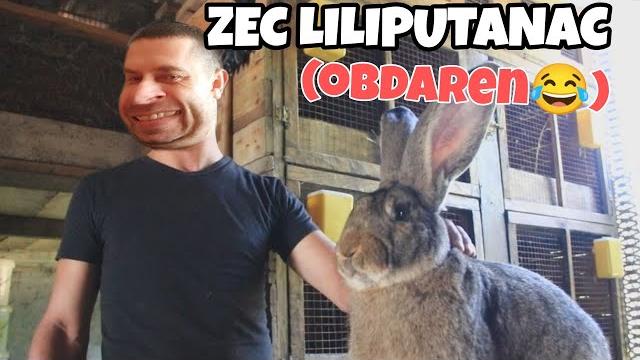 Zec liliputanac Zec liliputanac