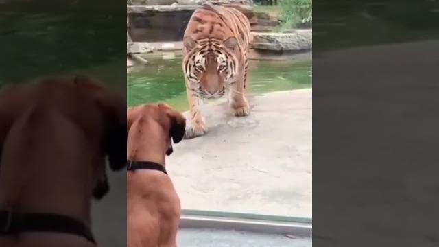Tiger vs dog fight #animals Tiger vs dog fight #animals