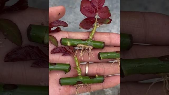 How to grow rose from cuttings. How to grow rose from cuttings.