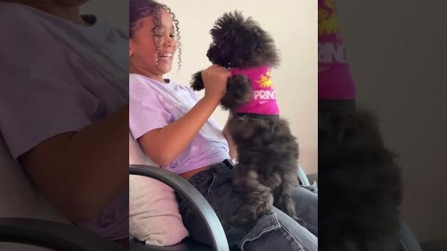 Twerk twerk twerk! #dogshorts #puppylife #twerk Twerk twerk twerk! #dogshorts #puppylife #twerk