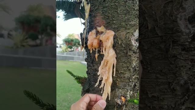 Ini dia salah satu getah campuran agar pulut warna nya kuning dan wangi, sudah teruji hasilnya Ini dia salah satu getah campuran agar pulut warna nya kuning dan wangi, sudah teruji hasilnya