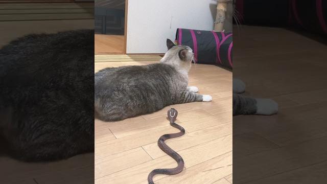 Surprised cat Surprised cat
