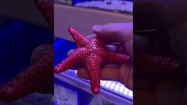 Beautiful starfish!!! #shorts #starfish Beautiful starfish!!! #shorts #starfish