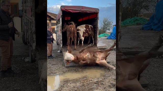 Tiktokta 22 mi̇lyon izlenen videom #animals #kurbanlık #dana Tiktokta 22 mi̇lyon izlenen videom #animals #kurbanlık #dana