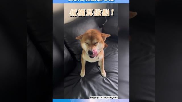 萌柴啟動飛機耳! 裝無辜整臉超心虛|tvbs新聞|擠看看@tvbsnews01 萌柴啟動飛機耳! 裝無辜整臉超心虛|tvbs新聞|擠看看@tvbsnews01