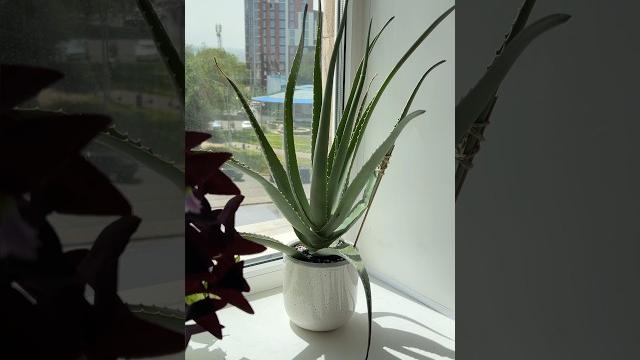 Алоэ вера потеряло вид #цветывдоме #plants #уходзарастениями #цветоводство #shorts #aloevera #aloe Алоэ вера потеряло вид #цветывдоме #plants #уходзарастениями #цветоводство #shorts #aloevera #aloe