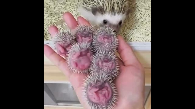 Ежата #а4 #ежики #милота Ежата #а4 #ежики #милота