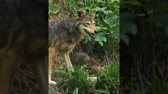 Cute red wolf pups, lindos cachorros lobos rojos. #redwolf #wolves #lobos #endangeredspecies #nc Cute red wolf pups, lindos cachorros lobos rojos. #redwolf #wolves #lobos #endangeredspecies #nc