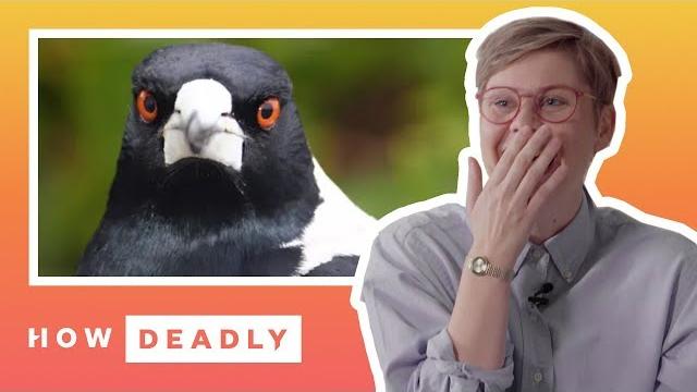 When magpies attack | reaction When magpies attack | reaction