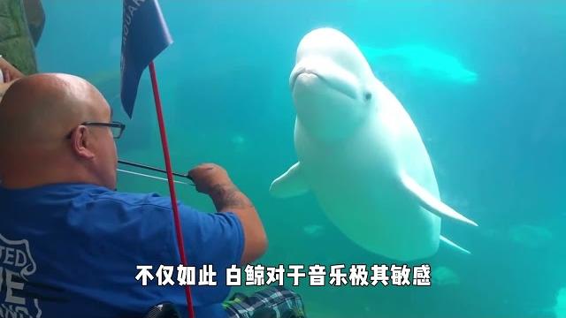 白鲸吓唬人从未失手,却败在一个小女孩手中,气得它拿头撞玻璃! 白鲸吓唬人从未失手,却败在一个小女孩手中,气得它拿头撞玻璃!