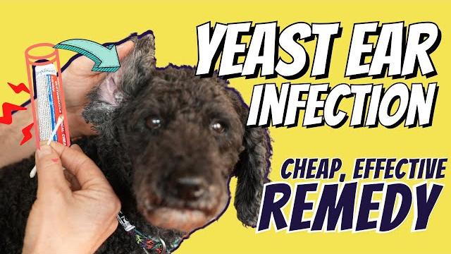 Dog yeast ear infections: great otc home remedy Dog yeast ear infections: great otc home remedy