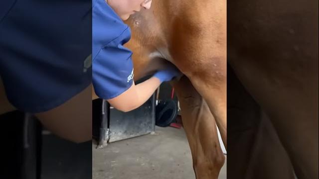 Horse penis cleaning Horse penis cleaning