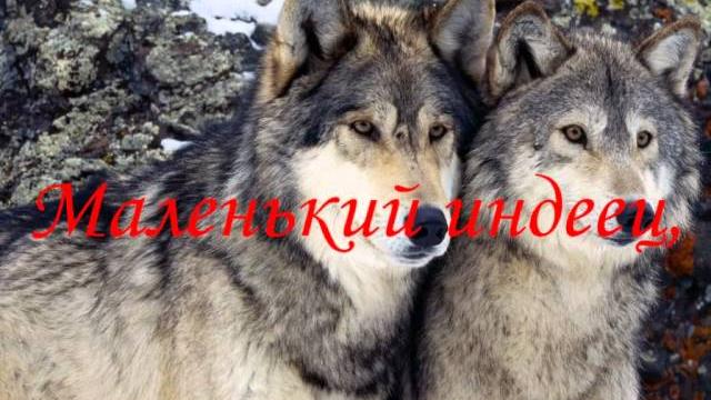 Мудрость жизни ... или какой волк побеждает Мудрость жизни ... или какой волк побеждает