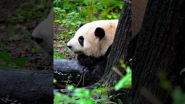 They look so cute when they sleep. #animals #funny #panda #pandalive #petlover #pets #usa #pubg They look so cute when they sleep. #animals #funny #panda #pandalive #petlover #pets #usa #pubg