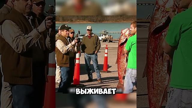 Китайские сомы уничтожают реки сша Китайские сомы уничтожают реки сша