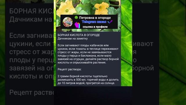 Борная кислота, применение в огороде ️ Борная кислота, применение в огороде ️