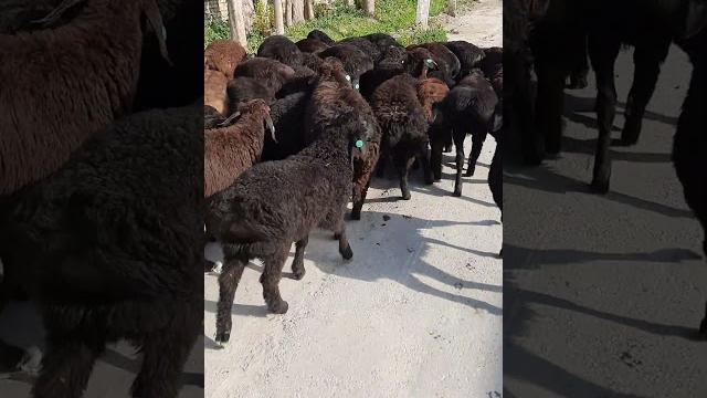 Qo'zi narxlari ️905094845 Qo'zi narxlari ️905094845