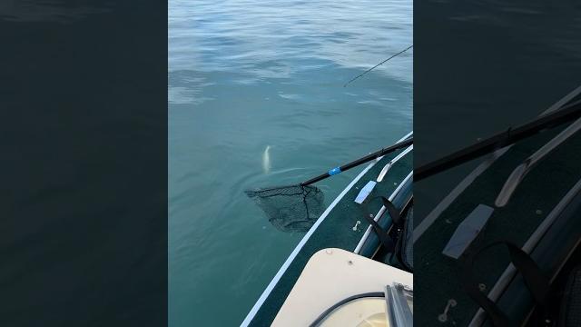 Detroit river walleye jigging! #fishing #walleyefishing #greatlakes #alumacraft #walleye Detroit river walleye jigging! #fishing #walleyefishing #greatlakes #alumacraft #walleye