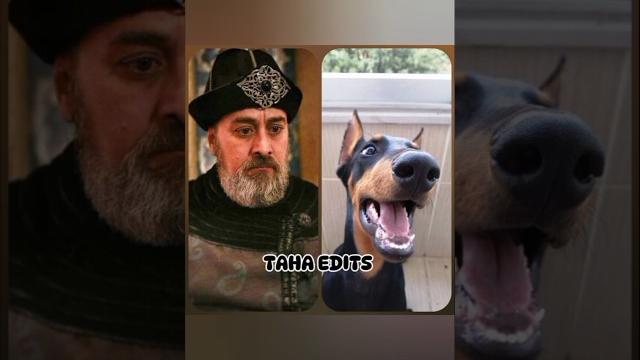 "ertugrul ghazi characters as animals: best animal representations" #dirilisertugrul #shorts #viral "ertugrul ghazi characters as animals: best animal representations" #dirilisertugrul #shorts #viral