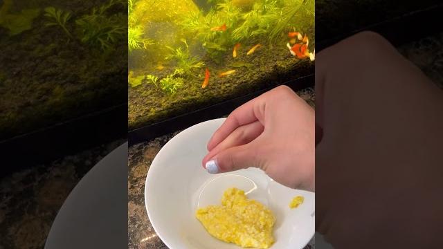How to turn an egg into fish food How to turn an egg into fish food