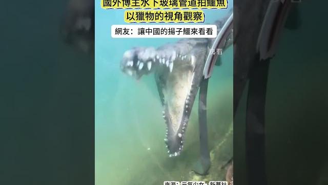 國外博主在水下玻璃管道拍鱷魚,網友:快讓中國的揚子鱷來看看 #shorts #鱷魚 #動物 國外博主在水下玻璃管道拍鱷魚,網友:快讓中國的揚子鱷來看看 #shorts #鱷魚 #動物