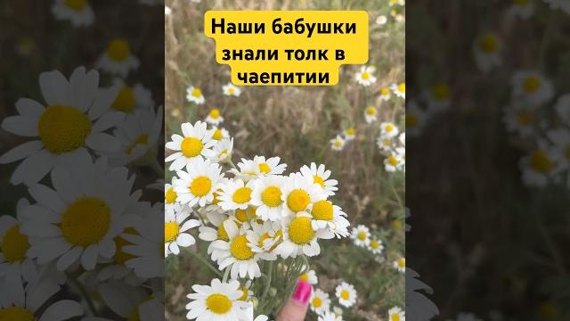 Бесплатный летний чай 🫖 Бесплатный летний чай 🫖