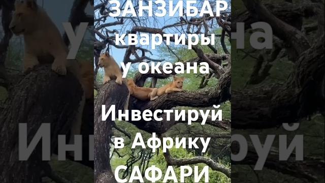 #сафари#лев#занзибар#топ#рай#юар#слон#афро#путешествияафрика#мечтысбываются#инвестиция#наюге#африка #сафари#лев#занзибар#топ#рай#юар#слон#афро#путешествияафрика#мечтысбываются#инвестиция#наюге#африка