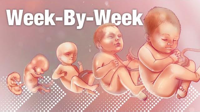 Pregnancy week-by-week weeks 3-42 fetal development Pregnancy week-by-week weeks 3-42 fetal development