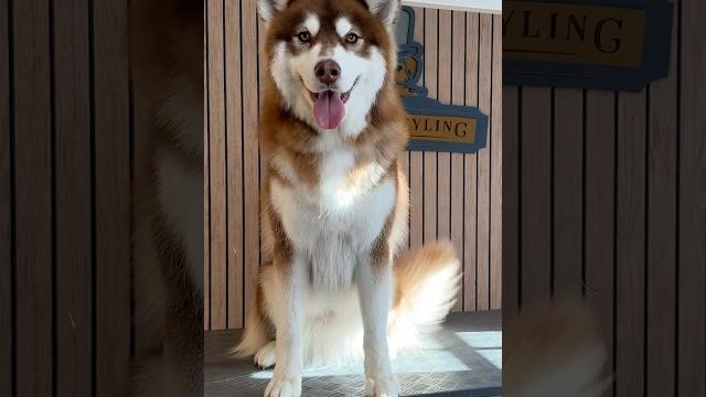 Doggy daily episode 484: wolfe the siberian husky #doggrooming #siberianhusky #huskygrooming Doggy daily episode 484: wolfe the siberian husky #doggrooming #siberianhusky #huskygrooming