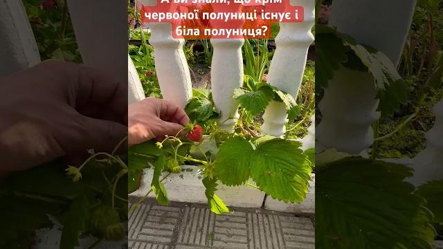 Русская челюсть не в состоянии сказать полуниця. а что такое паляниця? россияне уже знают! украина Русская челюсть не в состоянии сказать полуниця. а что такое паляниця? россияне уже знают! украина
